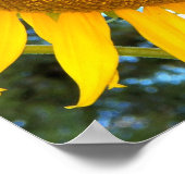 大きな黄色のひまわりフローラ ポスター (角)