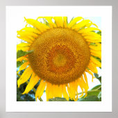 大きな黄色のひまわりフローラ ポスター (正面)