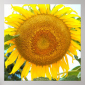 大きな黄色のひまわりフローラ ポスター (正面)