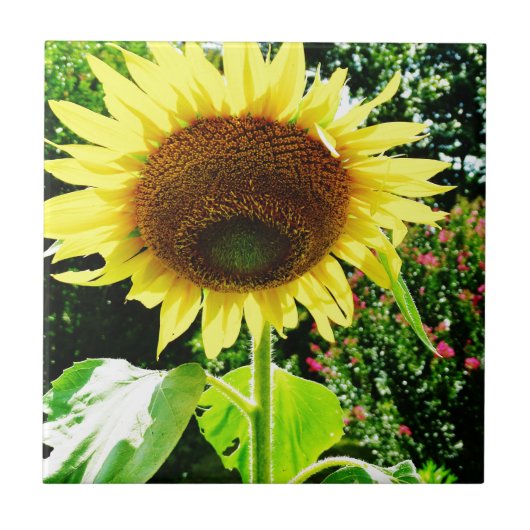 大きな黄色のひまわり タイル (正面)