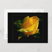 大きな黄色のバラのはがき ポストカード (正面/裏面)
