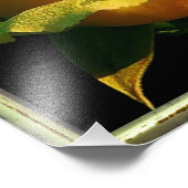 大きな黄色のバラ フォトプリント            (角)