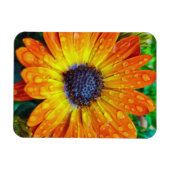 大きな黄金の花が閉まる マグネット (横)