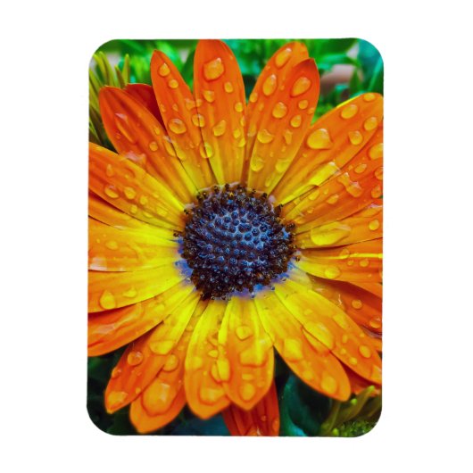 大きな黄金の花が閉まる マグネット (縦)