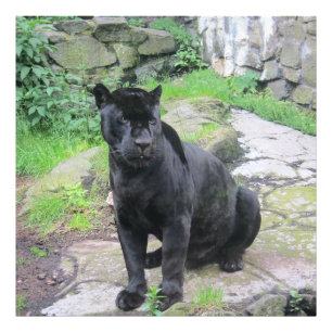大きな黒いジャガーの猫が岩に座る フォトプリント