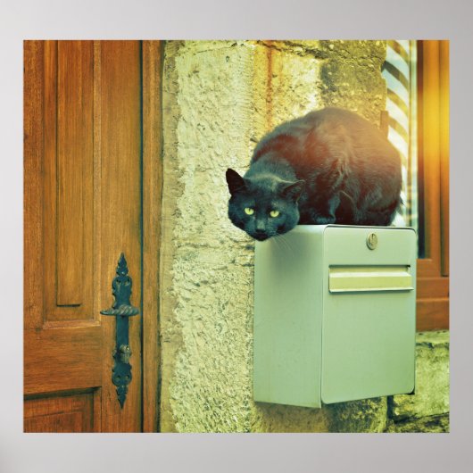 大きな黒い野良猫が家のポストに飛び乗った ポスター (正面)
