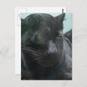 大きな黒のパンサー葉書 ポストカード (正面/裏面)