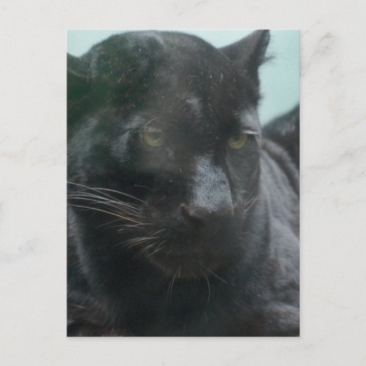 大きな黒のパンサー葉書 ポストカード (正面)
