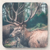 大きな〔雄ジカの〕枝角を持つ大きな茶色の鹿 コースター (正面)