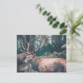 大きな〔雄ジカの〕枝角を持つ大きな茶色の鹿 ポストカード (スタンド正面)