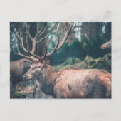大きな〔雄ジカの〕枝角を持つ大きな茶色の鹿 ポストカード (正面)