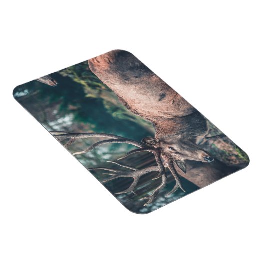 大きな〔雄ジカの〕枝角を持つ大きな茶色の鹿 マグネット (右側)