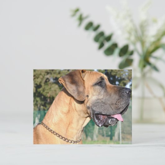 大きなDane写真はがき ポストカード (スタンド正面)