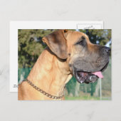 大きなDane写真はがき ポストカード (正面/裏面)