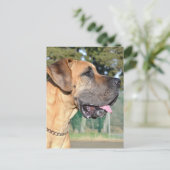 大きなDane写真はがき ポストカード (スタンド正面)