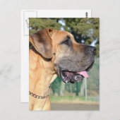 大きなDane写真はがき ポストカード (正面/裏面)