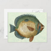 大カラフル魚 ポストカード (正面/裏面)