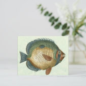 大カラフル魚 ポストカード (スタンド正面)