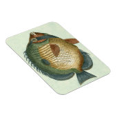 大カラフル魚 マグネット (右側)