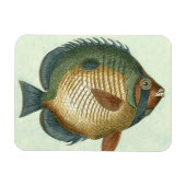 大カラフル魚 マグネット (横)