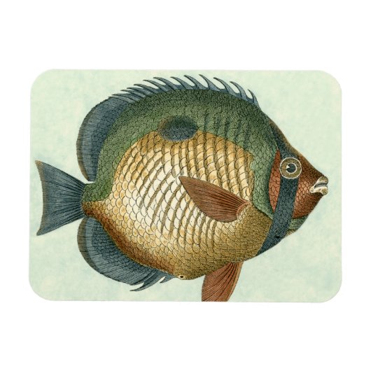 大カラフル魚 マグネット (横)