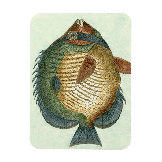 大カラフル魚 マグネット (縦)