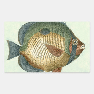 大カラフル魚 長方形シール