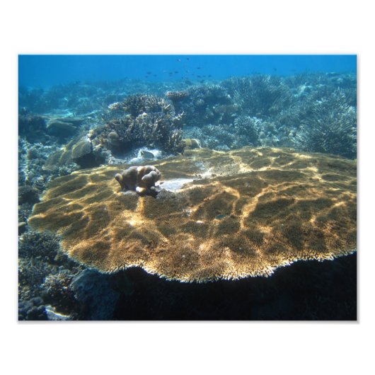 大コーラル フォトプリント            (正面)