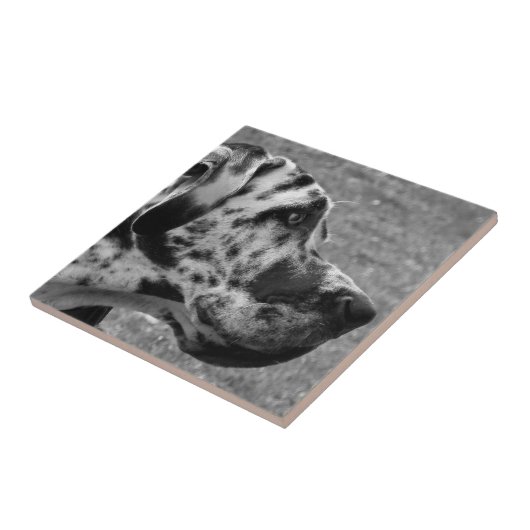 大デイン タイル (側面)