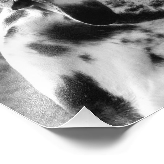 大デイン フォトプリント            (角)