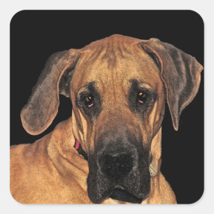 大デーン犬のステッカー スクエアシール