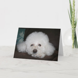 大丈夫だよ 犬のカード カード