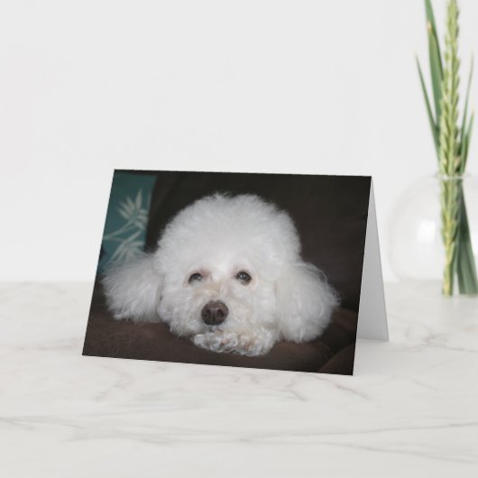 大丈夫、犬のカードよ カード (正面)