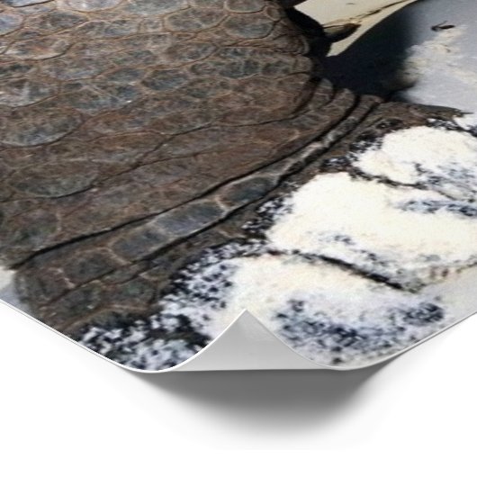 大亀のポスター ポスター (角)