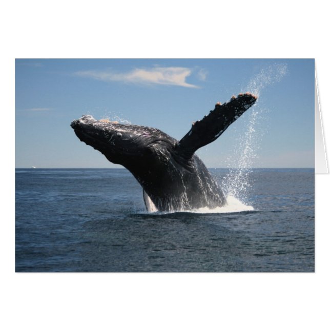 大人にザトウクジラの破ること (正面横)