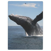 大人にザトウクジラの破ること クリップボード (裏面)