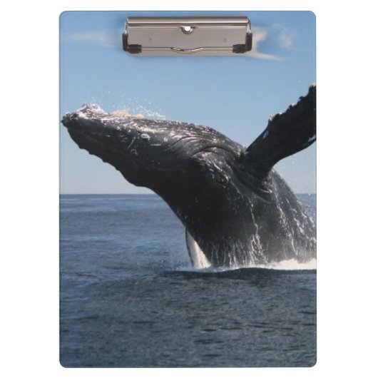 大人にザトウクジラの破ること クリップボード (正面)
