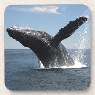 大人にザトウクジラの破ること コースター