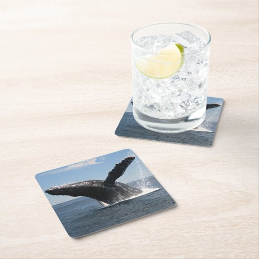 大人にザトウクジラの破ること スクエアペーパーコースター (インサイチュ)