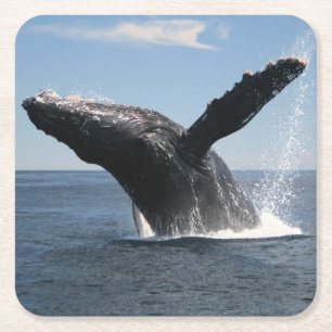大人にザトウクジラの破ること スクエアペーパーコースター