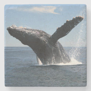 大人にザトウクジラの破ること ストーンコースター