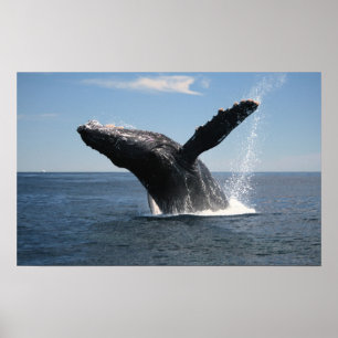 大人にザトウクジラの破ること ポスター