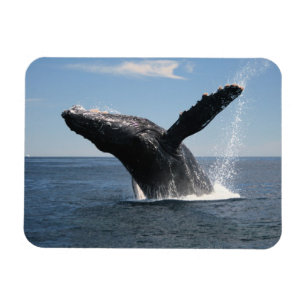 大人にザトウクジラの破ること マグネット