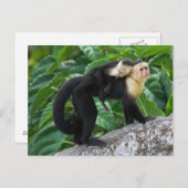 大人のカプチ運ンモンキーのベビー ポストカード (正面/裏面)