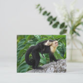 大人のカプチ運ンモンキーのベビー ポストカード (スタンド正面)