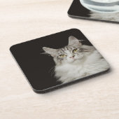 大人のメインのあらいぐま猫 コースター (左側)