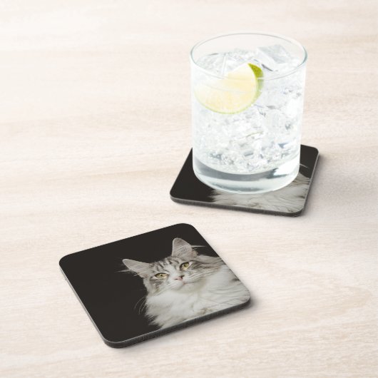 大人のメインのあらいぐま猫 コースター (右側)