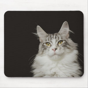 大人のメインのあらいぐま猫 マウスパッド