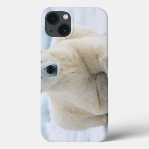 大人の北極は夏のパック氷に関係します iPhone 13ケース