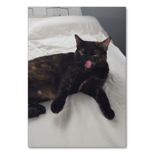 大人の猫の懐中電灯読をなめる動詞 テーブルナンバー (正面)